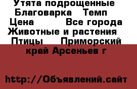 Утята подрощенные “Благоварка“,“Темп“ › Цена ­ 100 - Все города Животные и растения » Птицы   . Приморский край,Арсеньев г.
